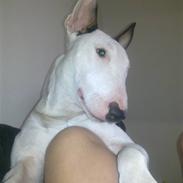 Bullterrier Maxi