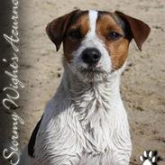 Parson russell terrier Stormy Wight's Azurno