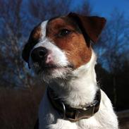 Parson russell terrier Stormy Wight's Azurno