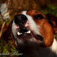 Parson russell terrier Stormy Wight's Azurno