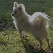 Blanding af racer pomeranian chihuahuaSnowi