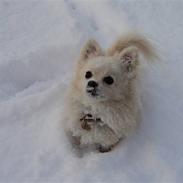 Blanding af racer pomeranian chihuahuaSnowi