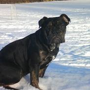Olde english bulldogge coco