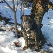 Olde english bulldogge coco