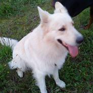 Hvid schæfer Buller