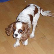 Cavalier king charles spaniel Jessica <3 Min Engel<3