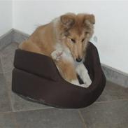 Collie langhåret molly