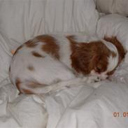 Cavalier king charles spaniel Noma