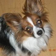 Papillon Lulu