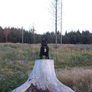 Staffordshire bull terrier Sheila