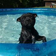 Staffordshire bull terrier Sheila