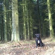 Staffordshire bull terrier Sheila