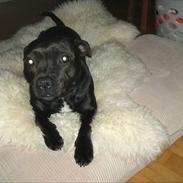 Staffordshire bull terrier Sheila