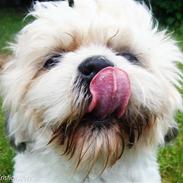 Shih tzu Bailey