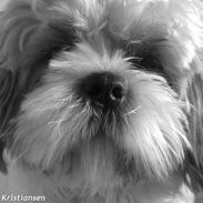 Shih tzu Bailey