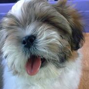 Shih tzu Bailey