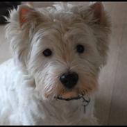 West highland white terrier Sofus <*soulmate*>