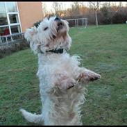 West highland white terrier Sofus <*soulmate*>