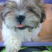 Shih tzu Bailey