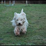 West highland white terrier Sofus <*soulmate*>