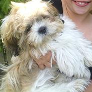 Shih tzu Bailey