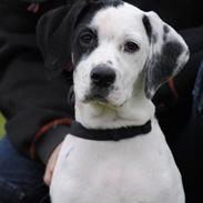 Blanding af racer Gaia