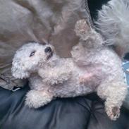 Bichon à poil frisé Balto R.I.P