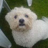 Bichon à poil frisé Balto R.I.P