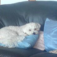 Bichon à poil frisé Balto R.I.P