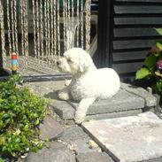 Bichon à poil frisé Balto R.I.P