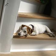 Jack russell terrier Liva