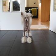Chinese crested hårløs Hersted's Dian-Shaw-Sun