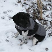 Blanding af racer Lucky