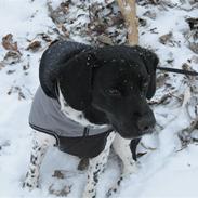 Blanding af racer Lucky