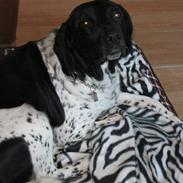 Blanding af racer Lucky