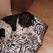 Blanding af racer Lucky