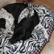 Blanding af racer Lucky