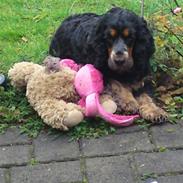 Cocker spaniel Trille