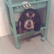 Cocker spaniel Trille