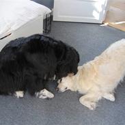 Newfoundlænder freja