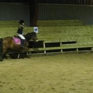 Newfoundlænder freja