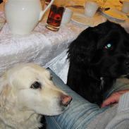 Newfoundlænder freja