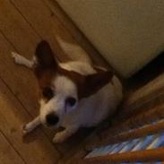 Blanding af racer Belle