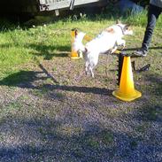 Blanding af racer Belle