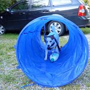 Blanding af racer Belle