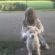 Hvid schæfer Buller