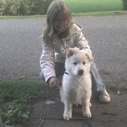 Hvid schæfer Buller