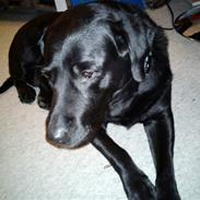 Labrador retriever :-*<3Lady<3:-* R.I.P<3