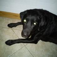 Labrador retriever :-*<3Lady<3:-* R.I.P<3