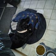 Labrador retriever :-*<3Lady<3:-* R.I.P<3